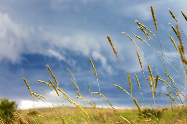 Meadow grass spikelets on the background of a stormy sky