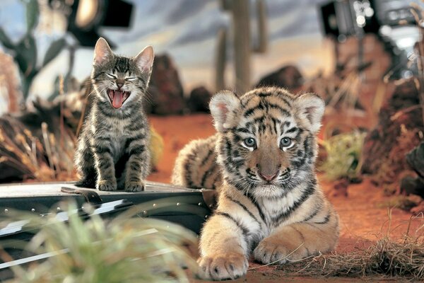 Ripresa dell amicizia tra cucciolo di tigre e gattino