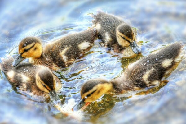 Danse de petits canetons sur l eau