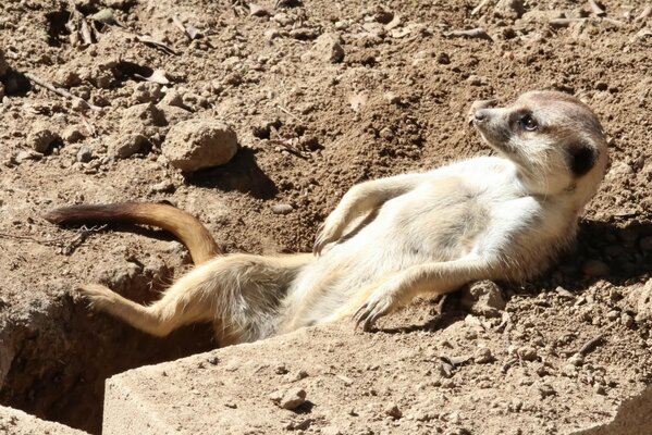 A meerkat is resting surrounded by small stones