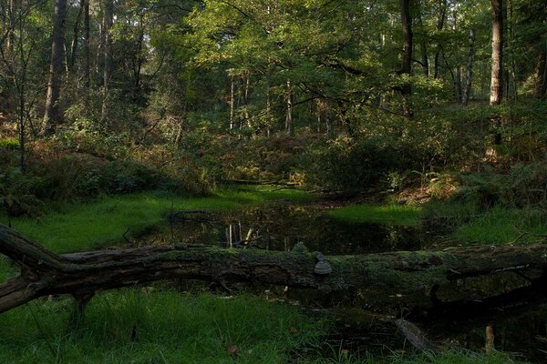 Wald Fluss Sommerlandschaft