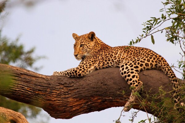 Riposo leopardo su un tronco