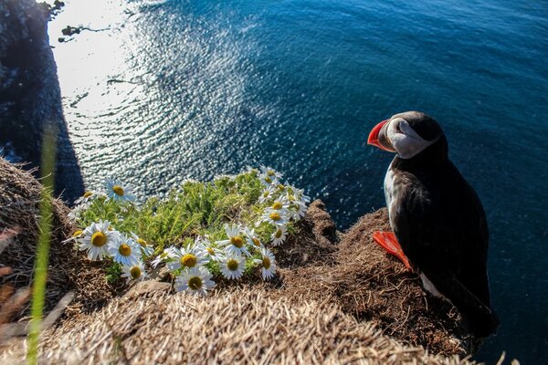 L oiseau s accroupit sur la pierre à côté des marguerites