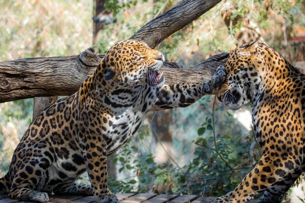 Wild spotted cats play