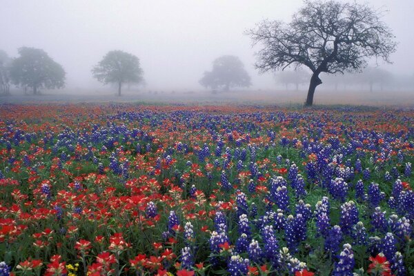 Campo de flores en la niebla