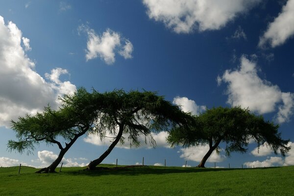 Trees among clouds on green grass