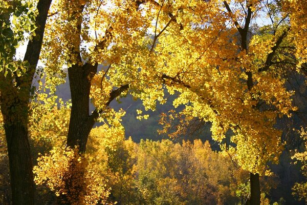 Fondo de pantalla naturaleza otoño hojas