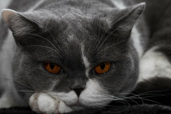 British shorthair cat in the portrait