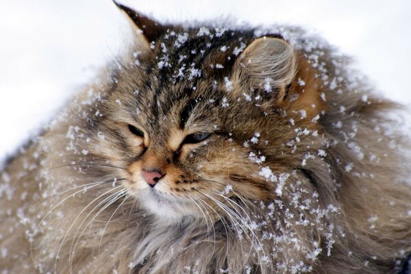 Flauschige schöne Katze im Schnee