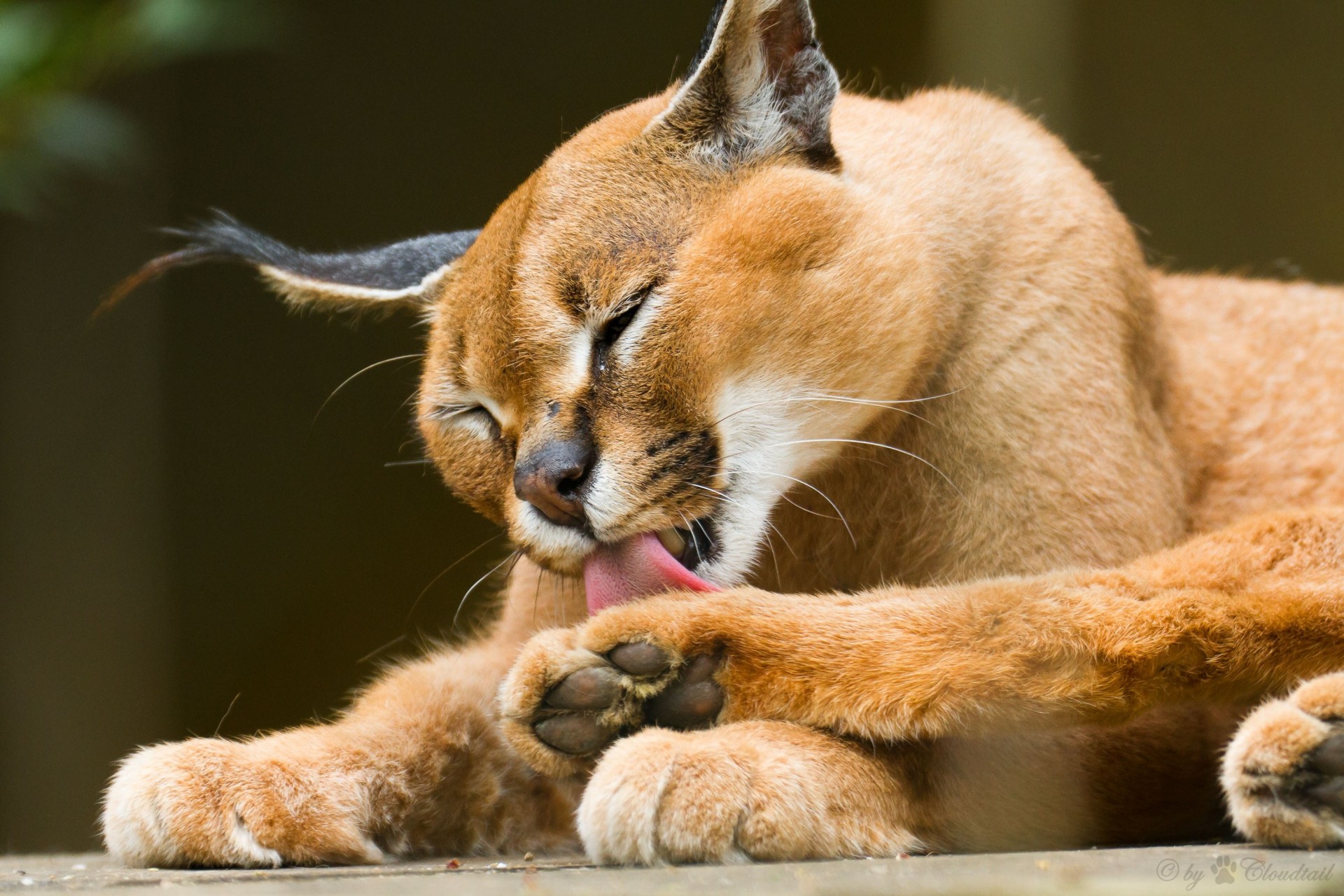 chat sauvage caracal lynx des steppes se laver langue