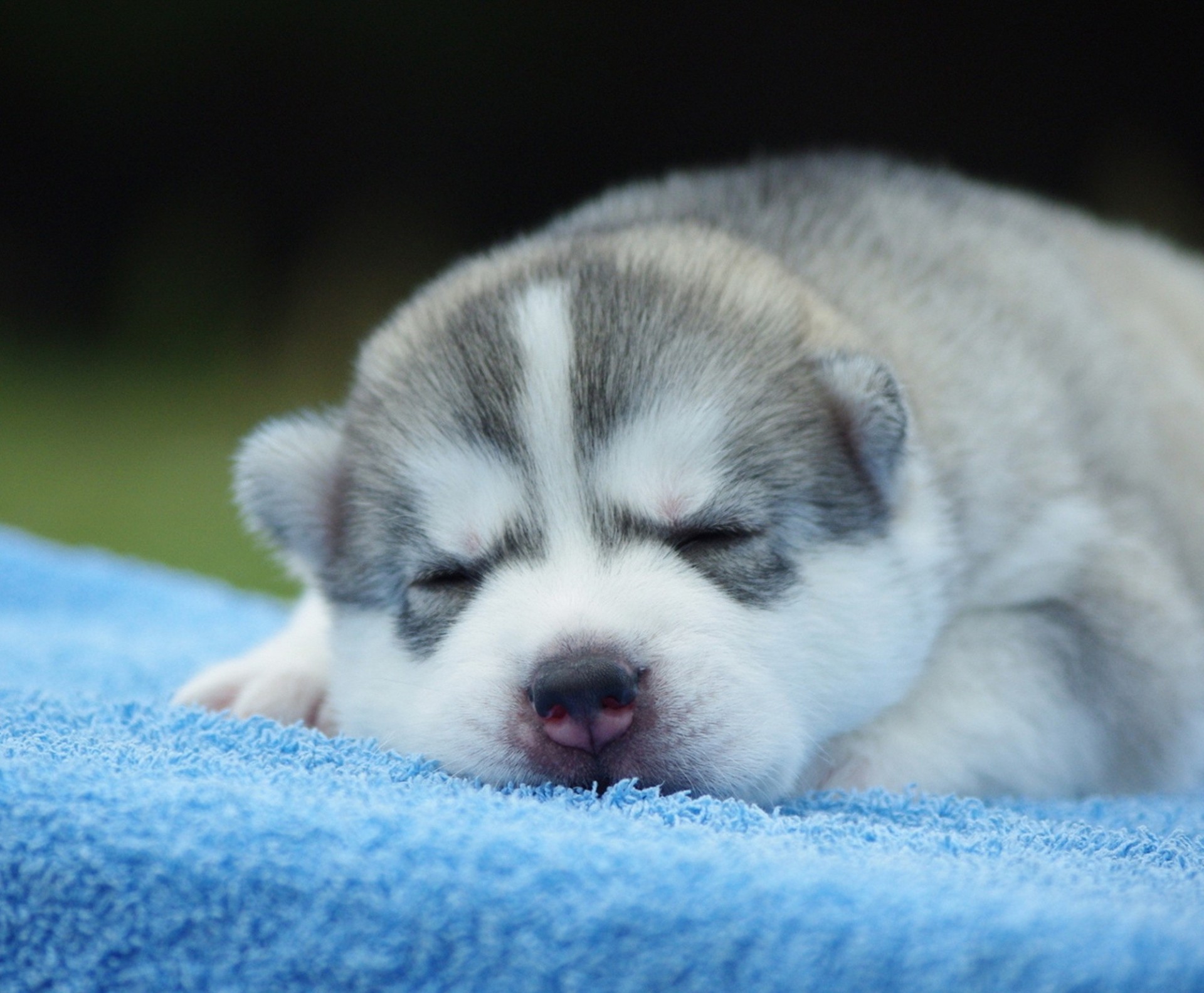 zęby husky leży szczeniak husky śpi