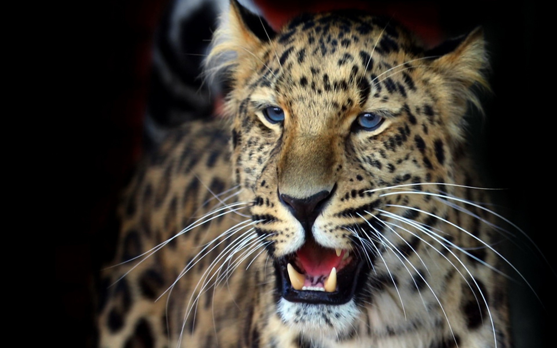 dientes depredador especie leopardo agresión