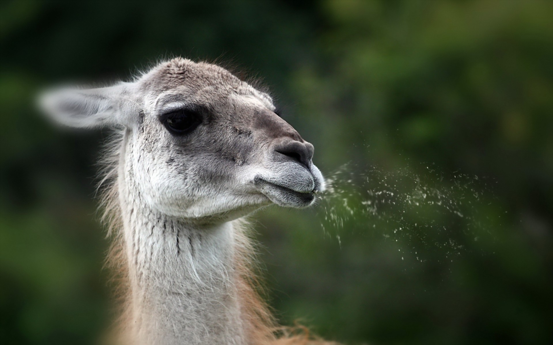 hintergrund lama natur