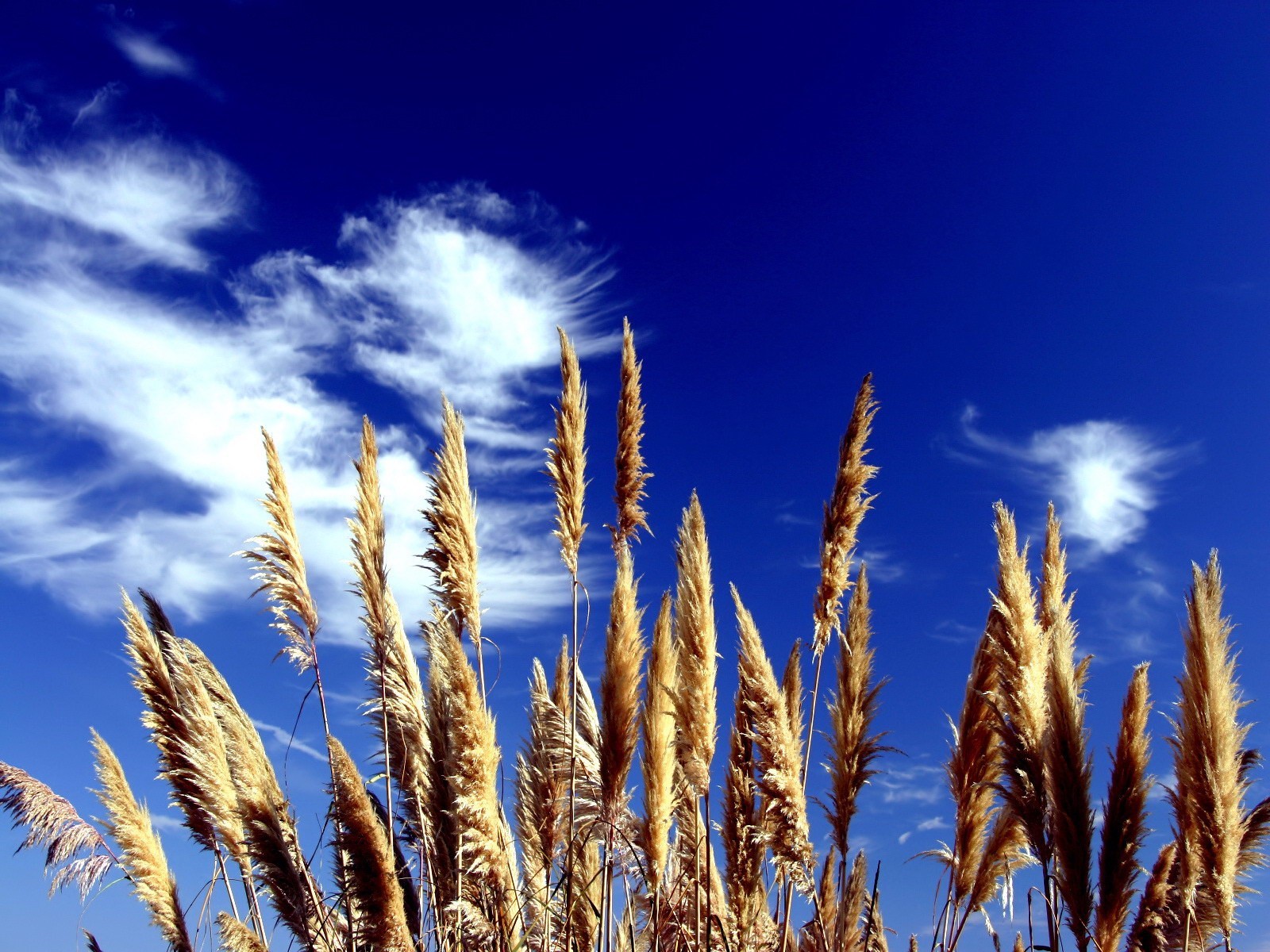 herbe ciel nuages