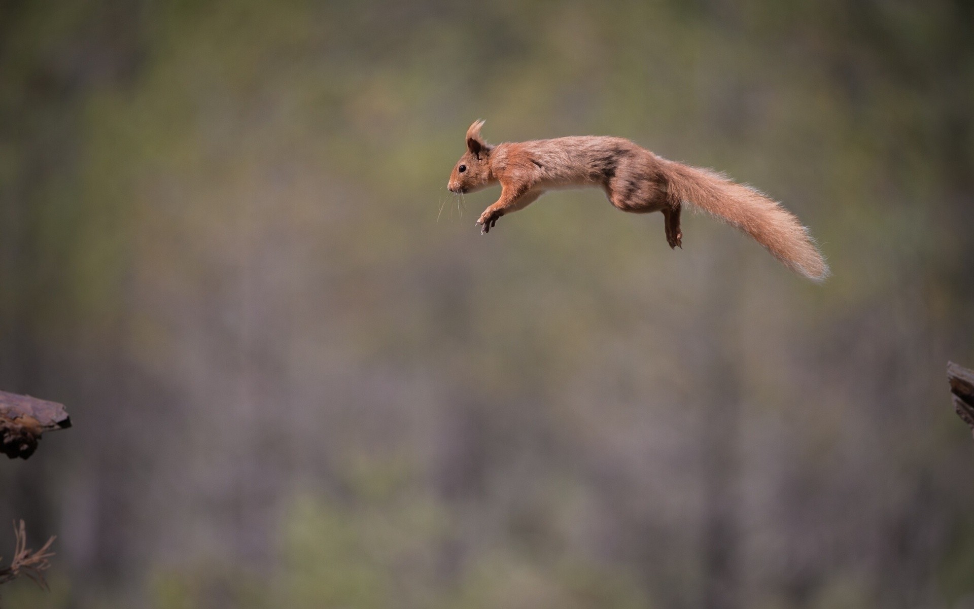 jump red husky