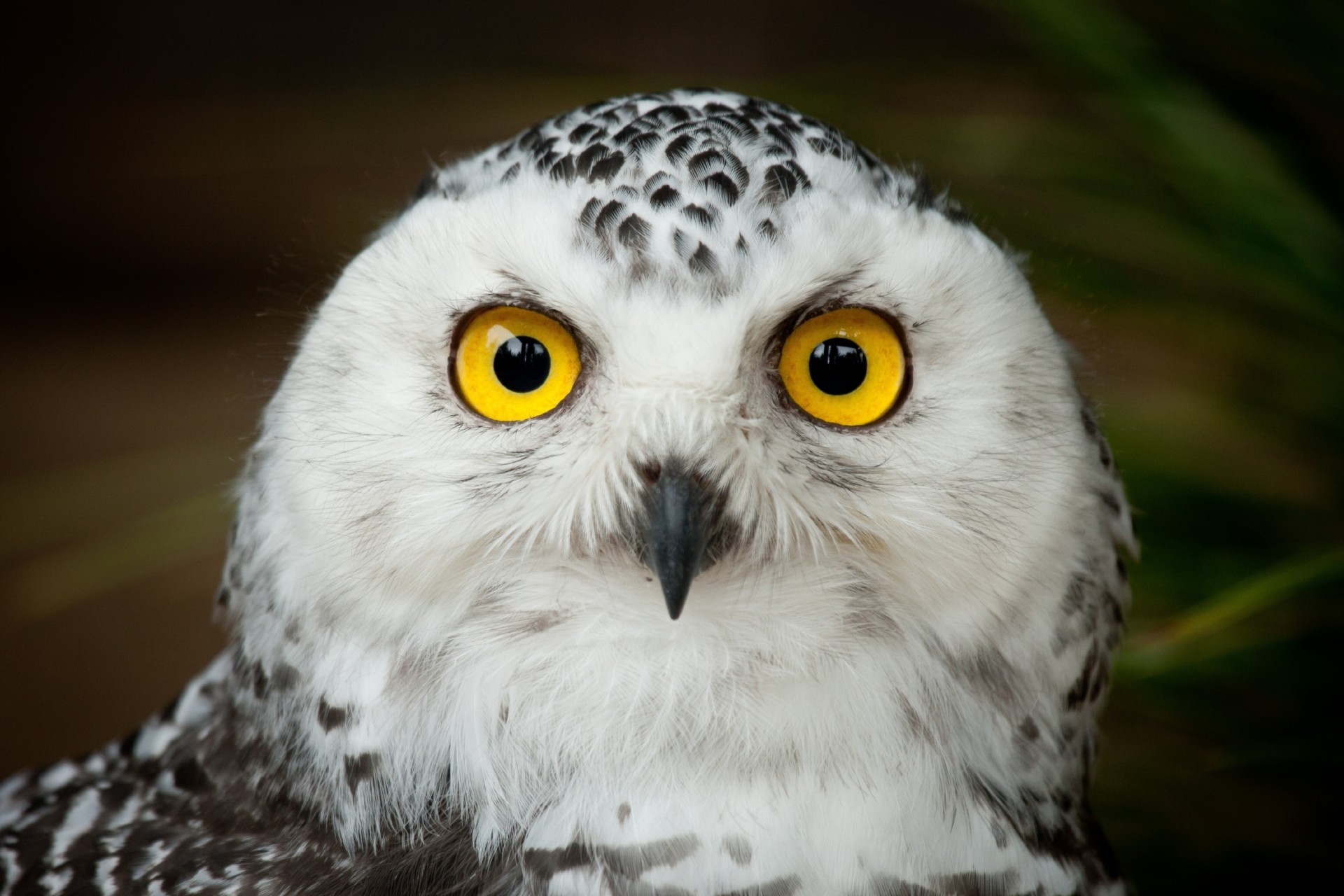 oiseaux hibou yeux tête