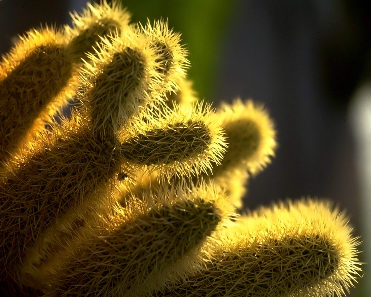 needle cactus plant