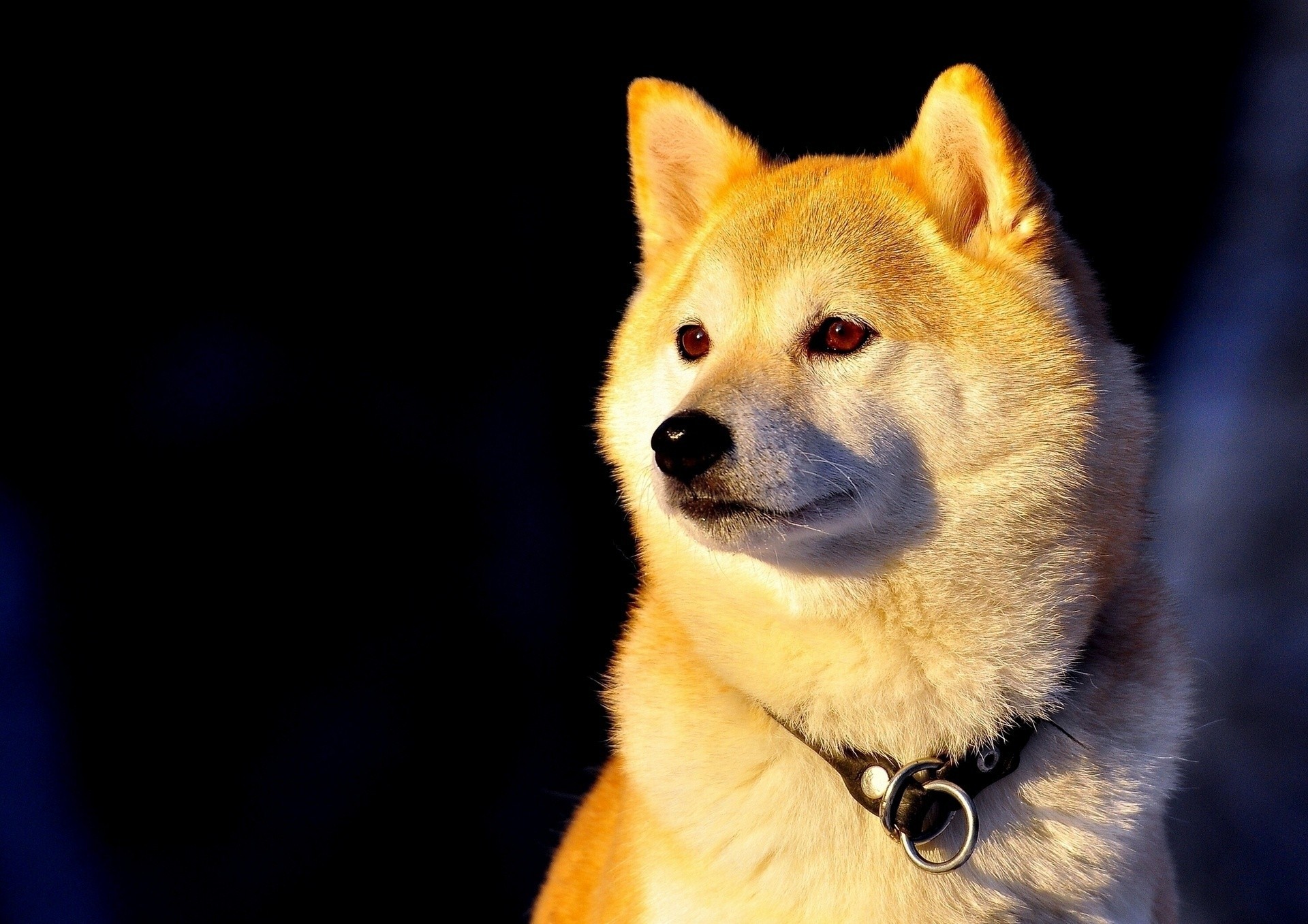 chien collier shiba inu