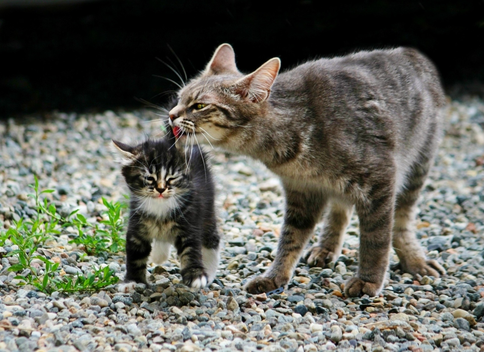 katze liebe mutterschaft liebkosung