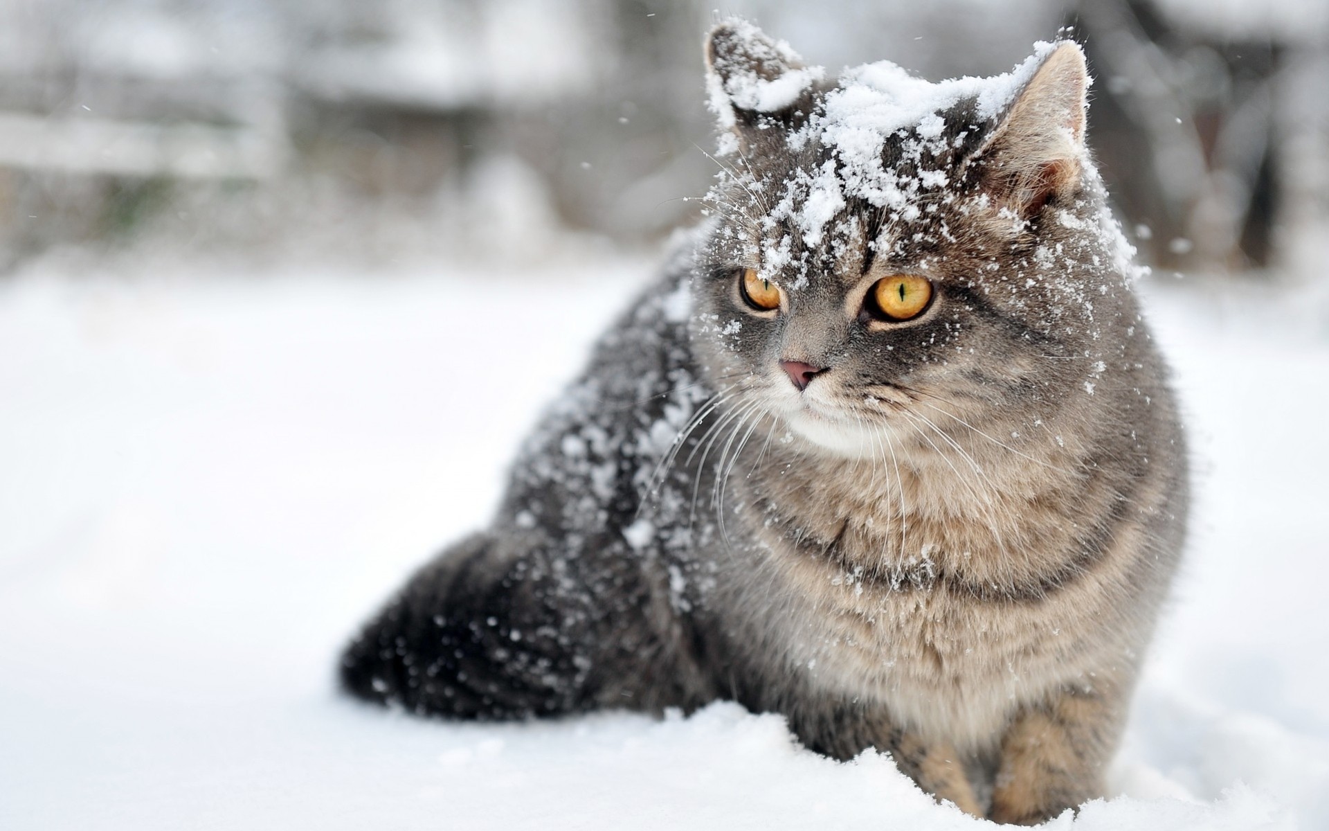 natura koty widok kot śnieg zima