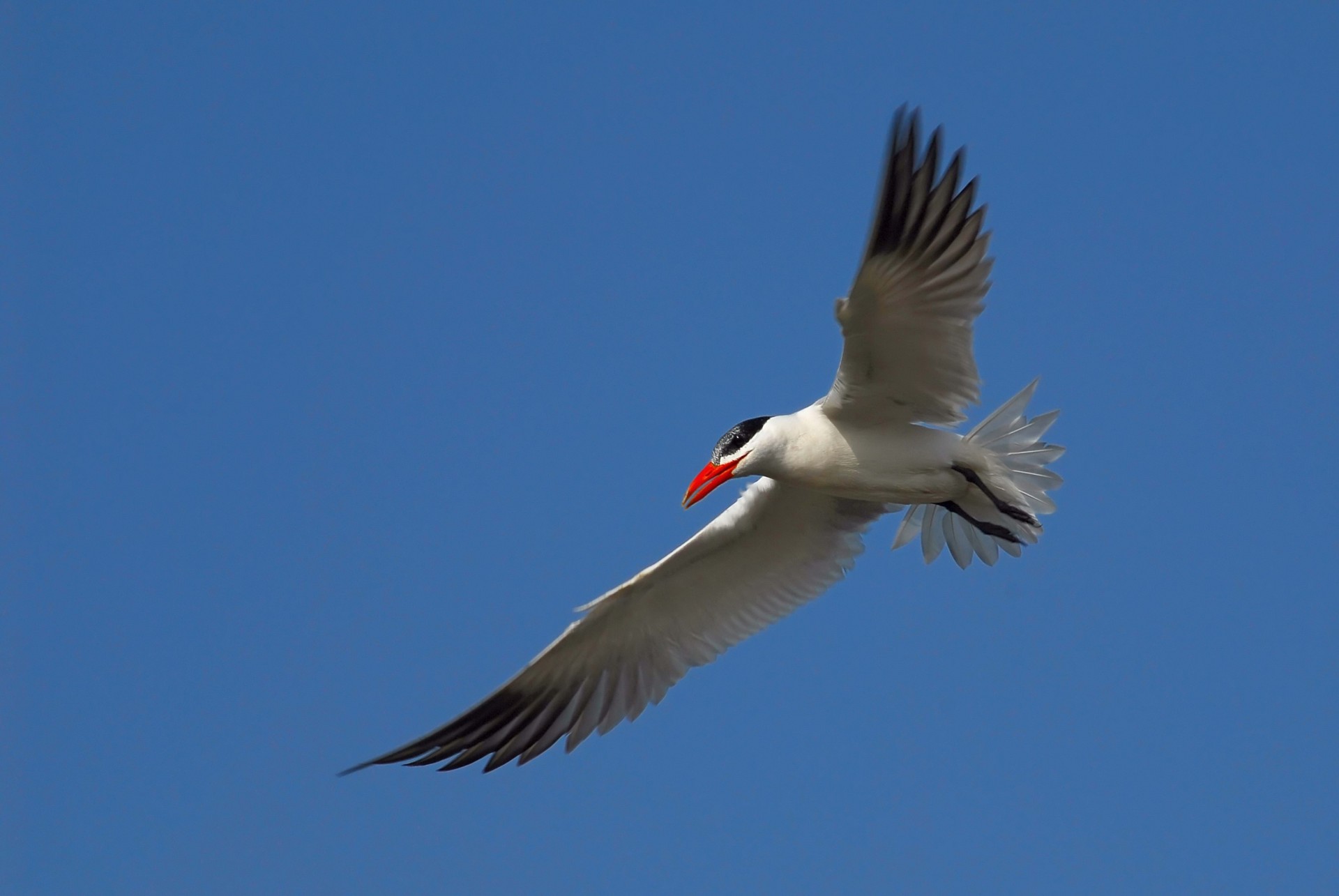 ciel mouette