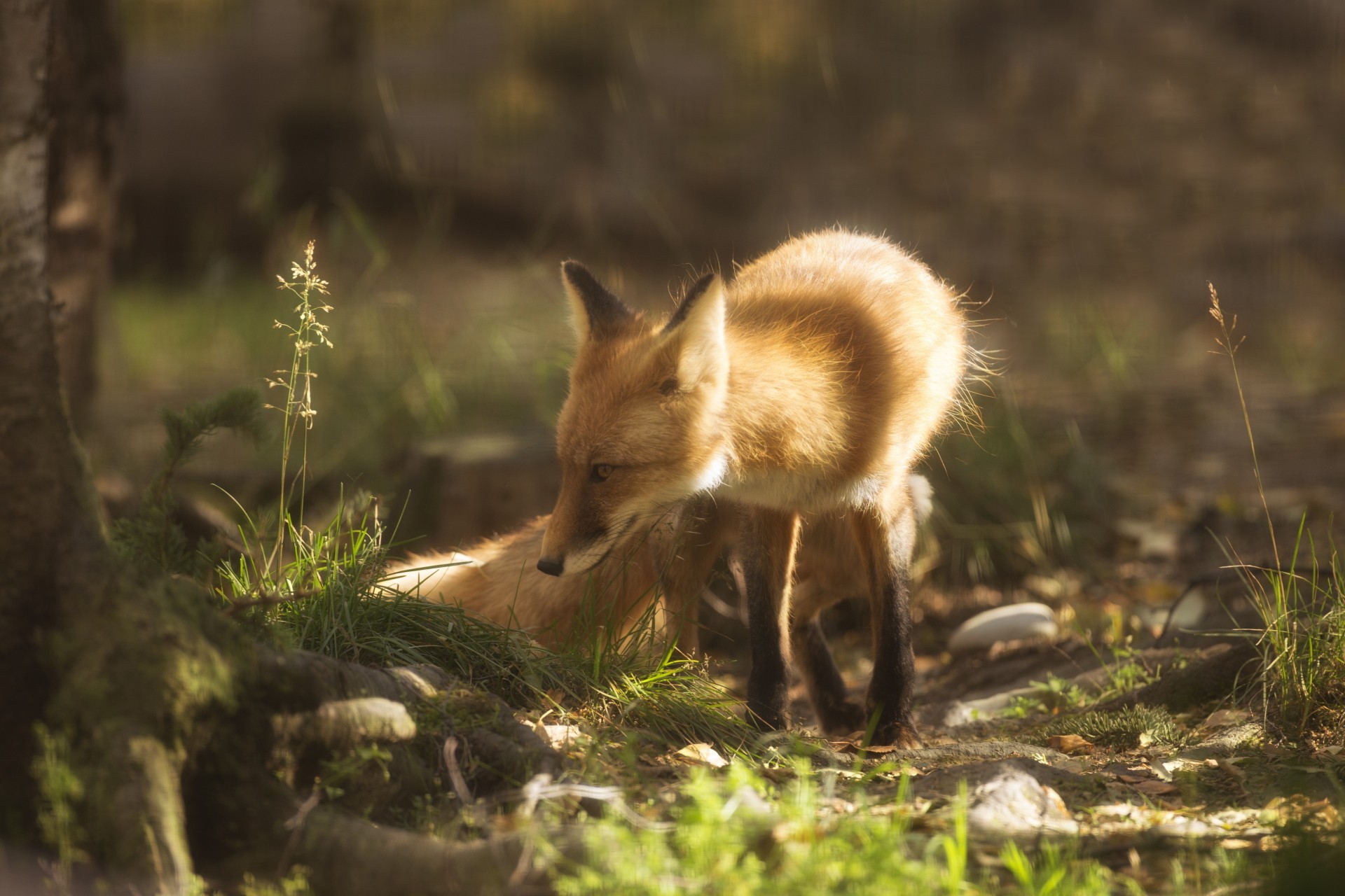 lionceau alaska renard renard roux