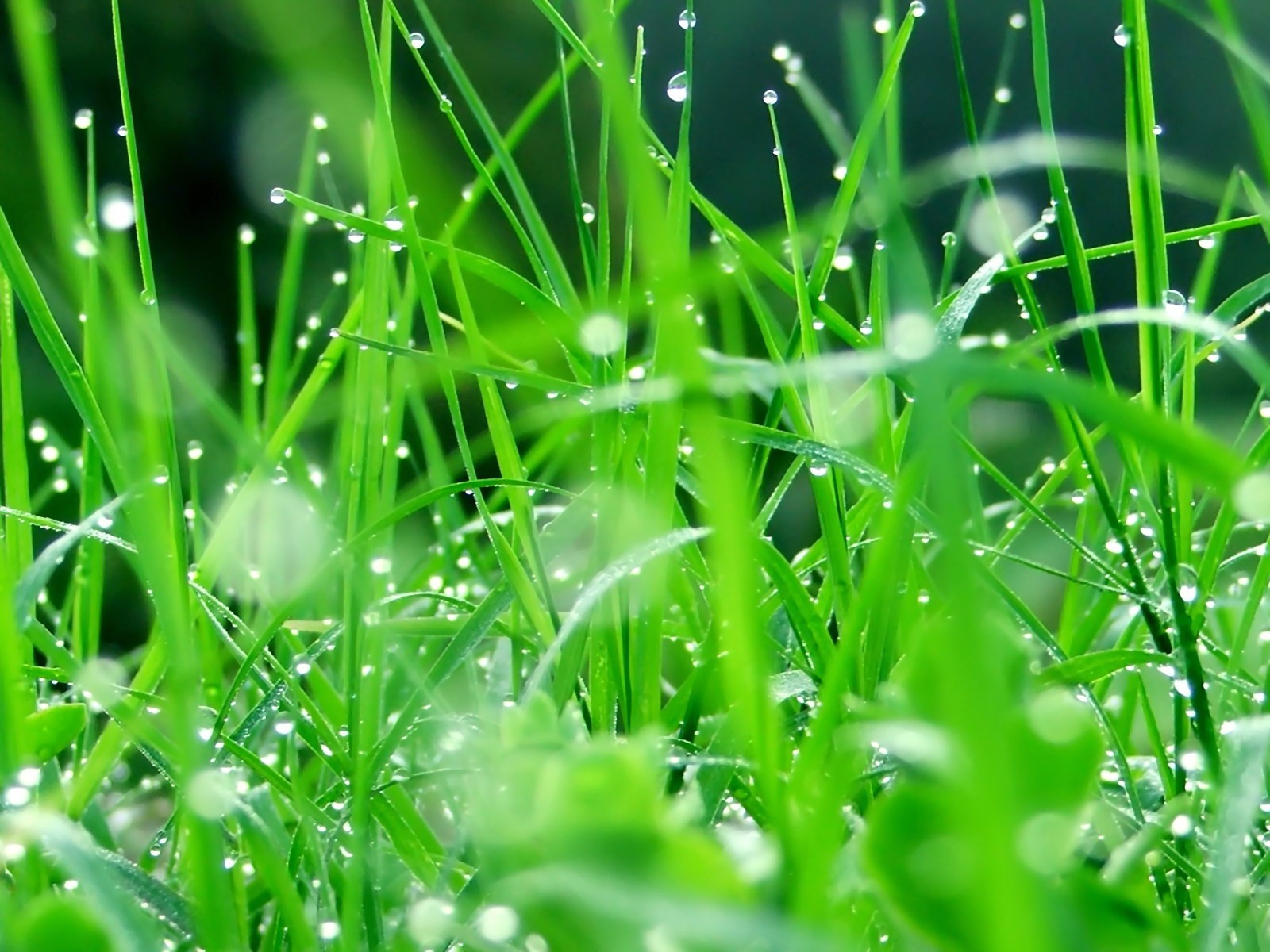 plante verdure feuilles gouttes