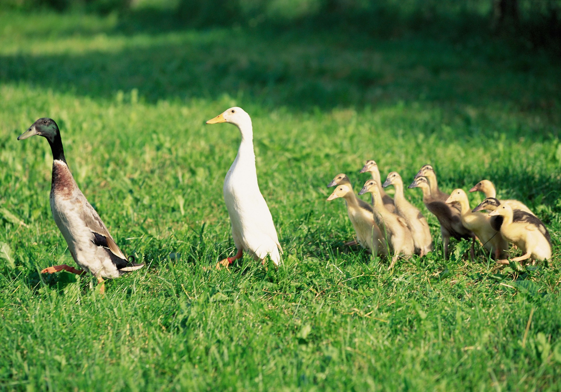 familia patitos ninjas aves