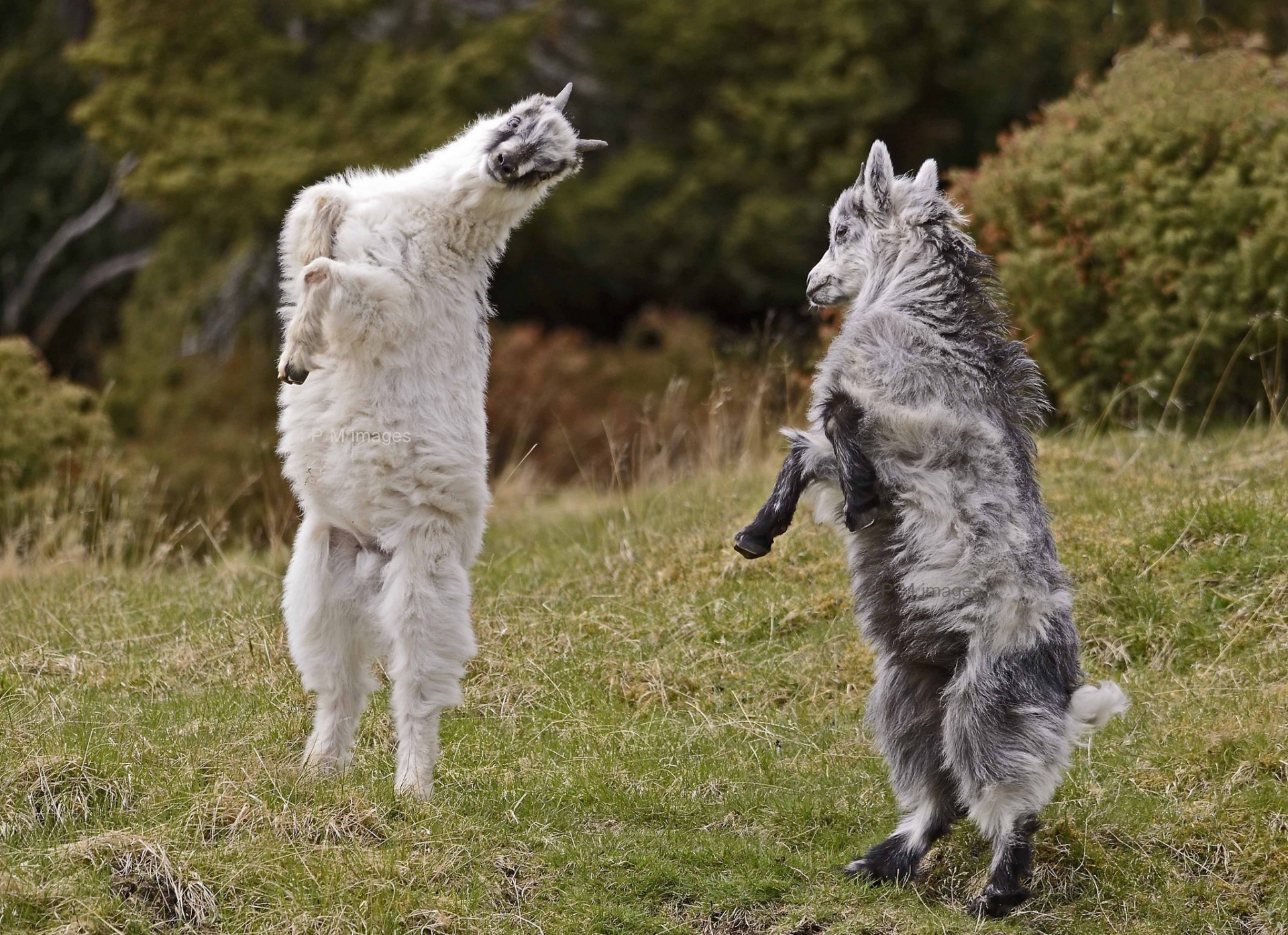 danza capre giochi capre di montagna