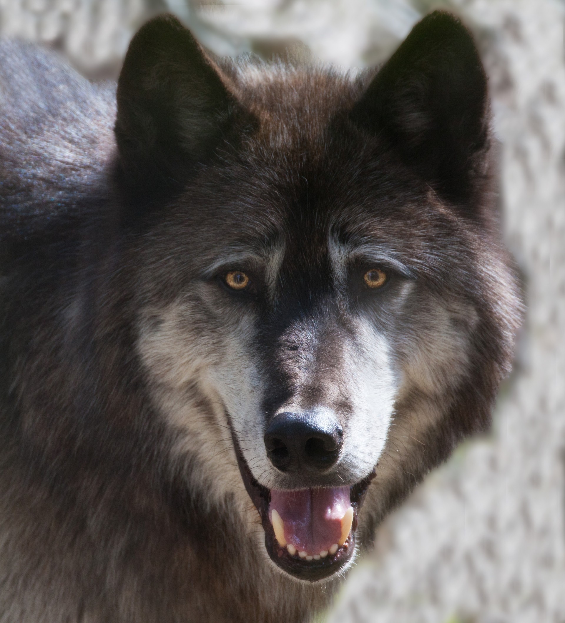 lobo alfa cachorro de león alaska