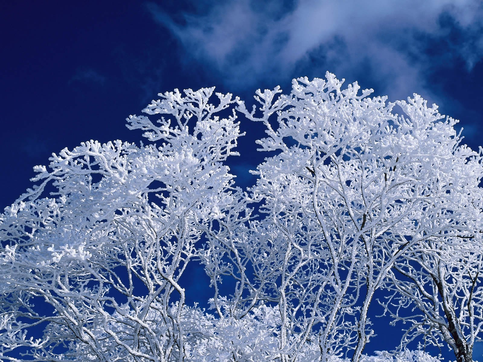 inverno albero cielo