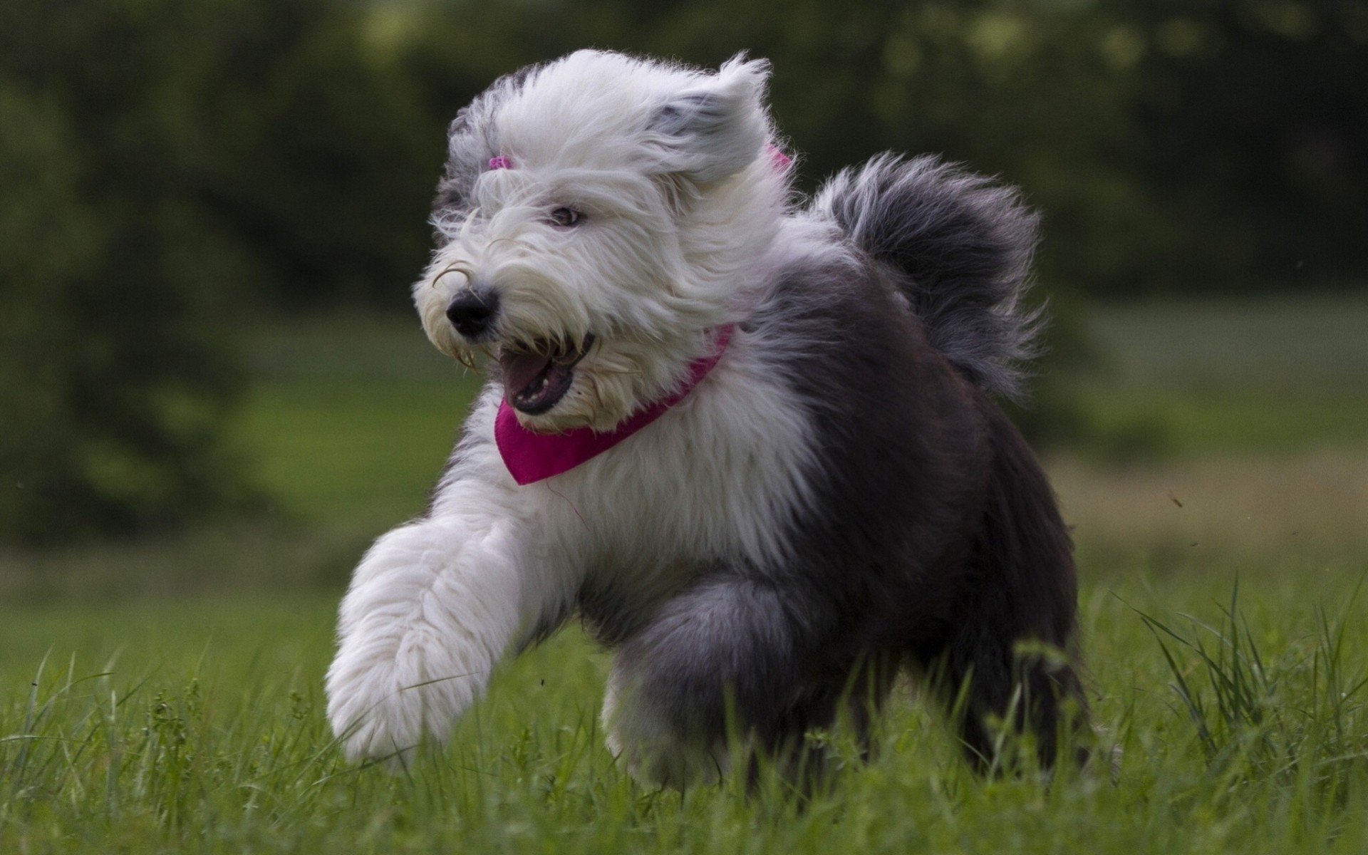 freude bobtail hund welpe stimmung zu fuß