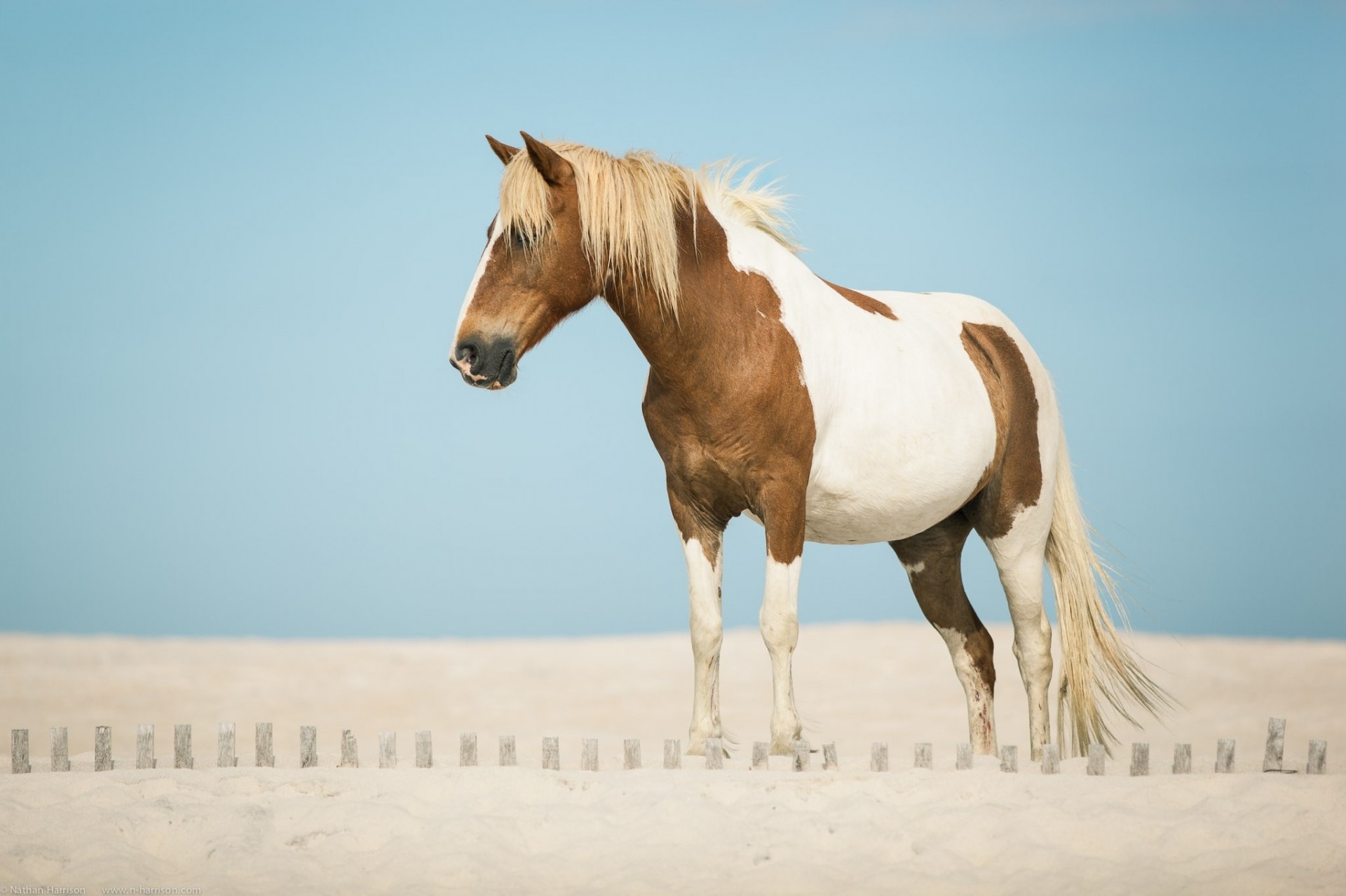 horse sand