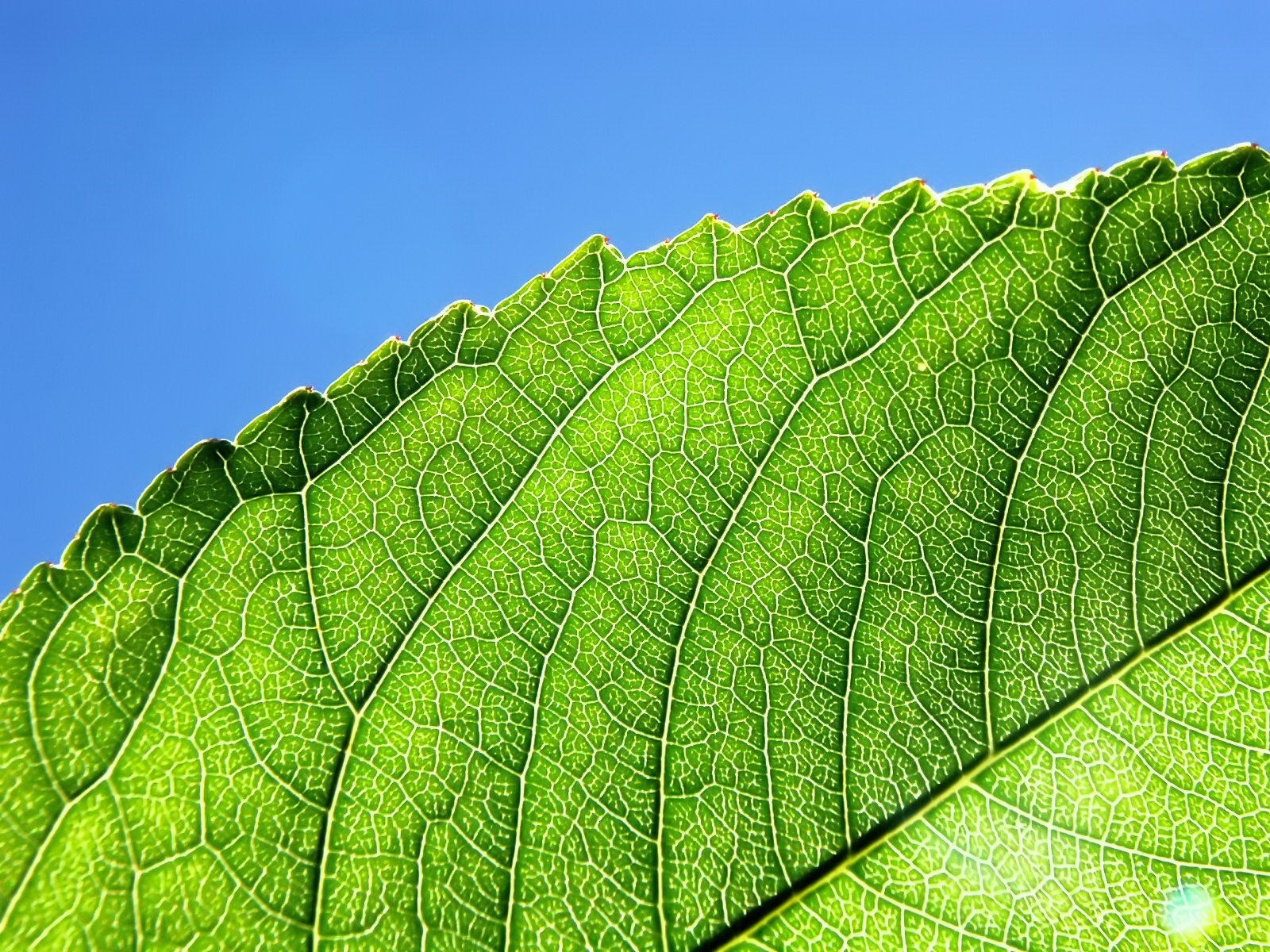 feuille verts lignes