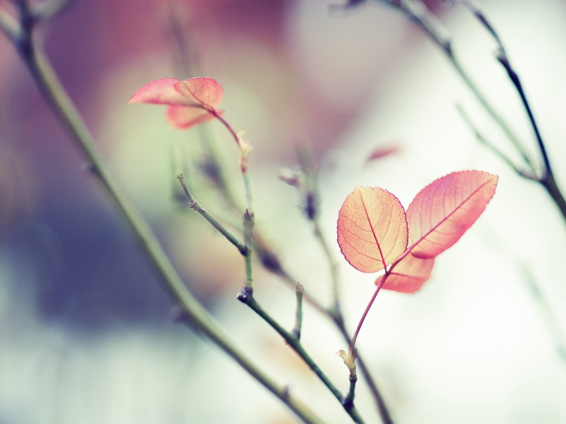 blatt zweig raus fokus