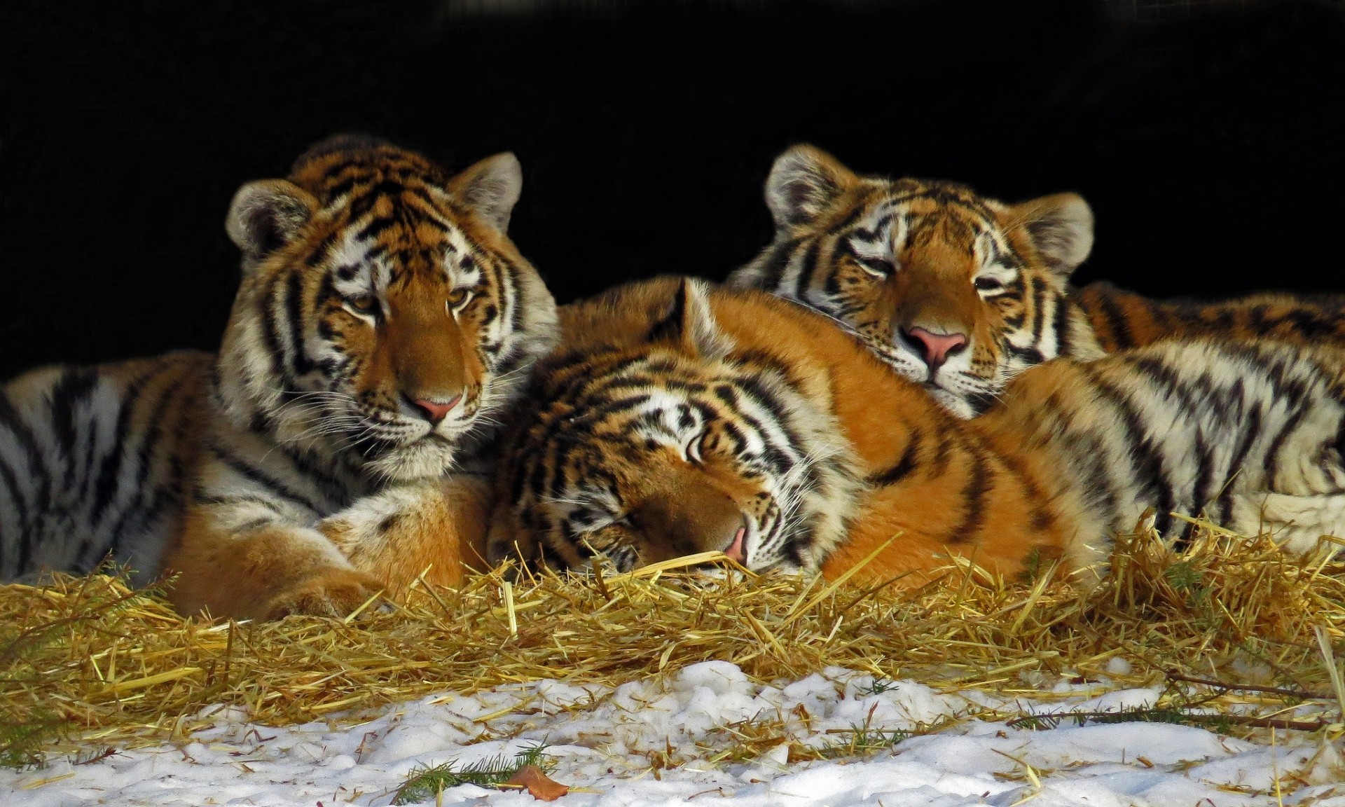 tigres trio tigres repos foin