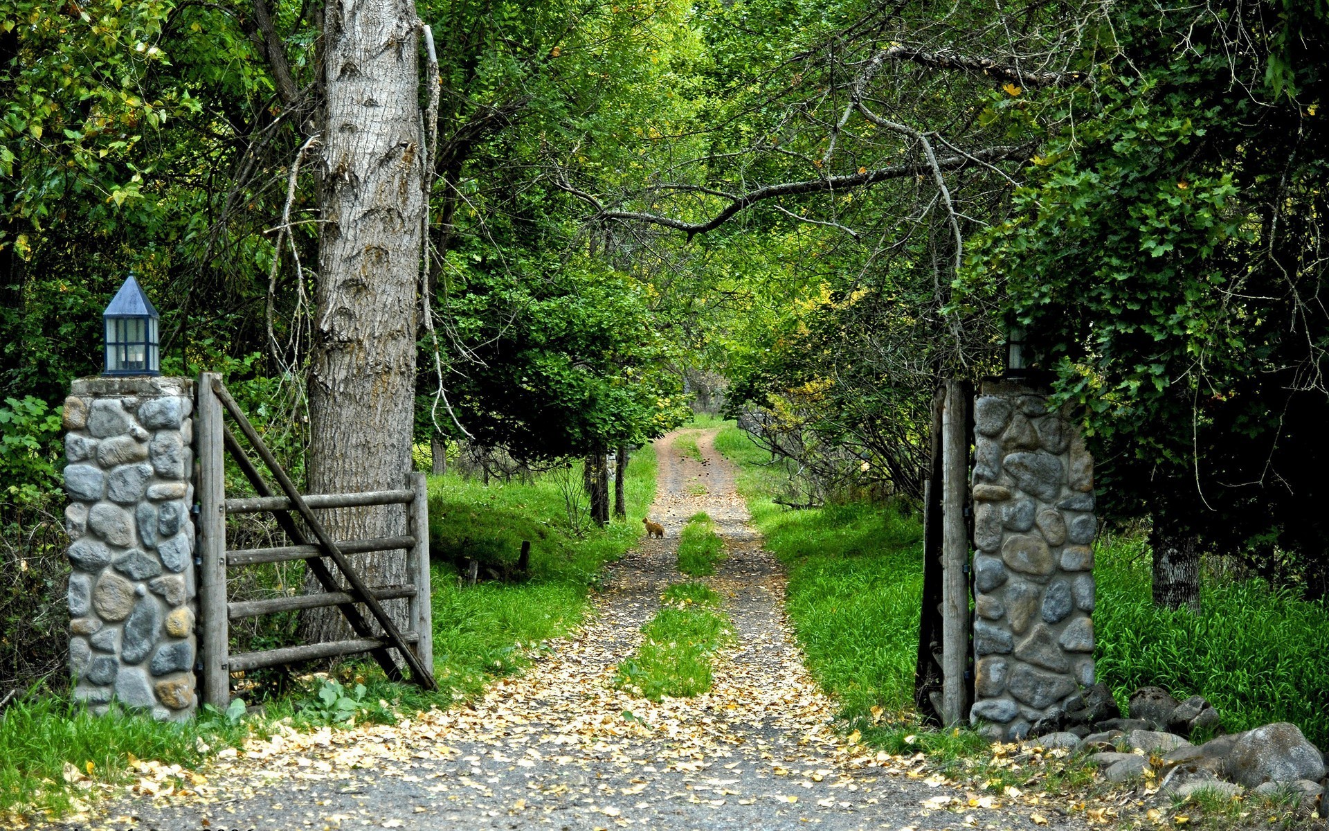 forêt porte route