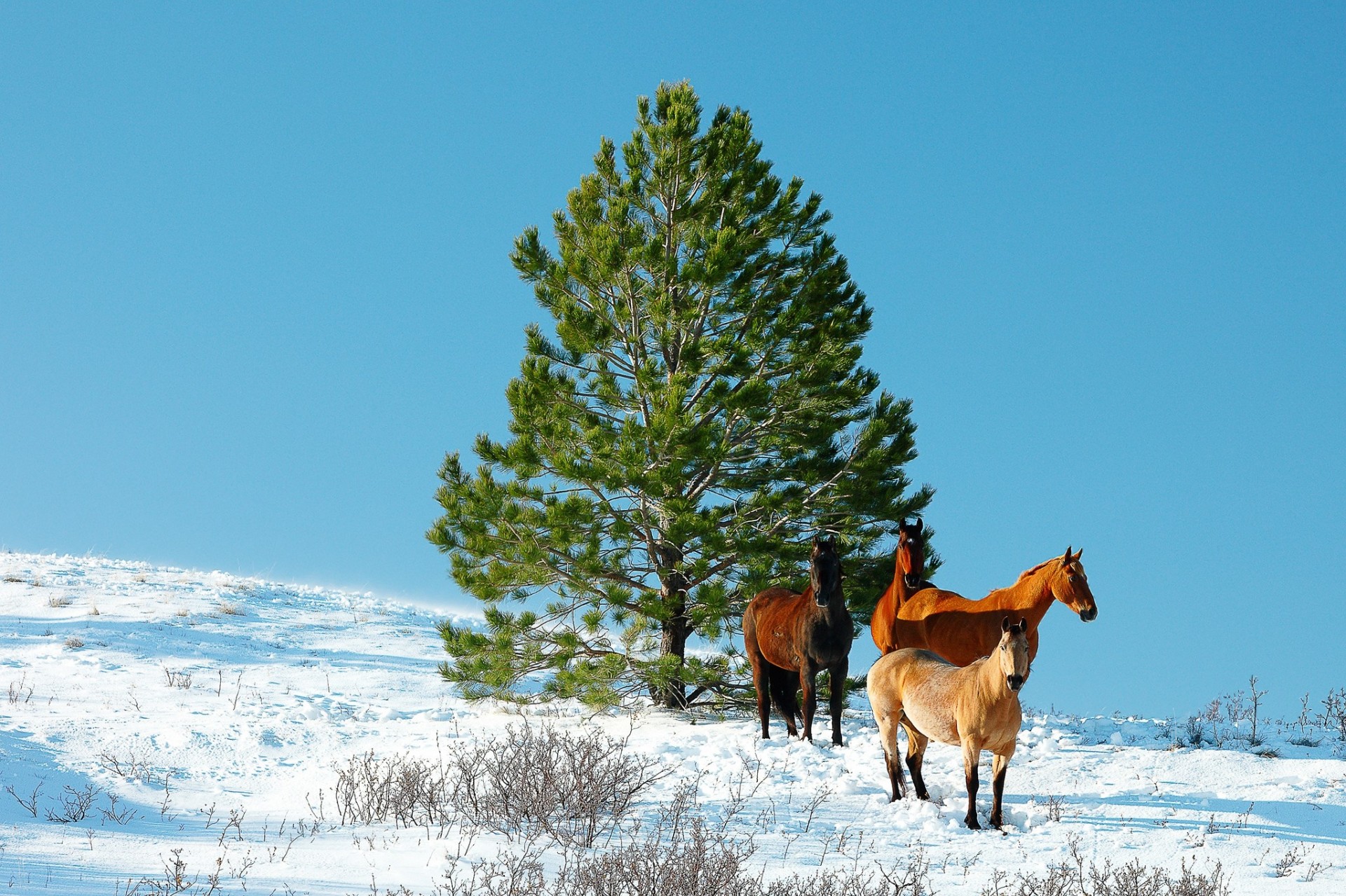 nieve caballos invierno árbol