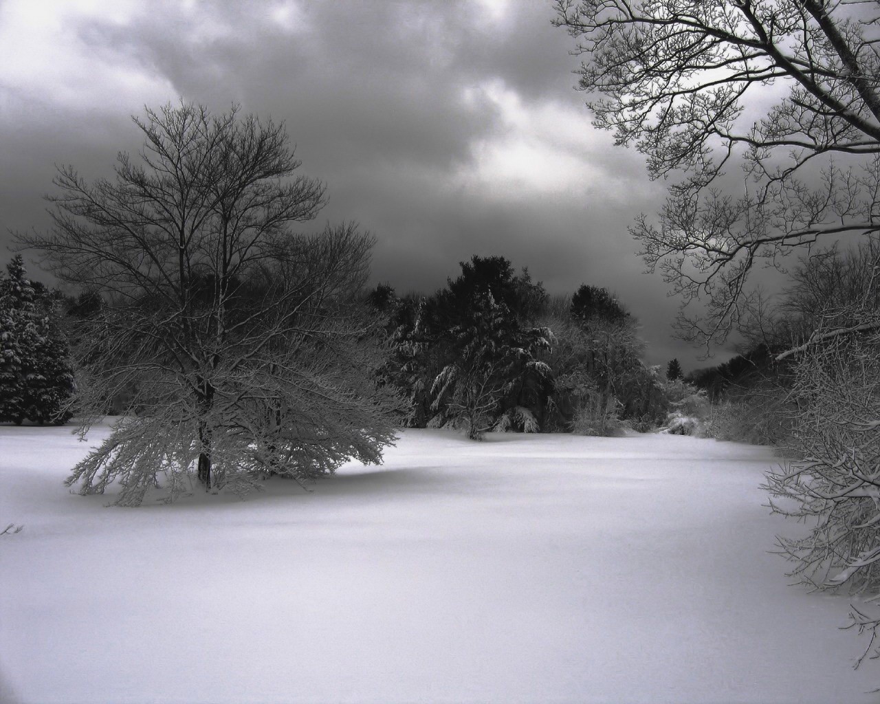 inverno neve alberi