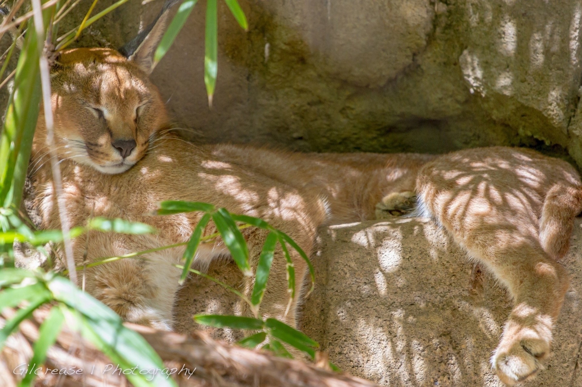 chat sauvage dormir caracal lynx des steppes repos