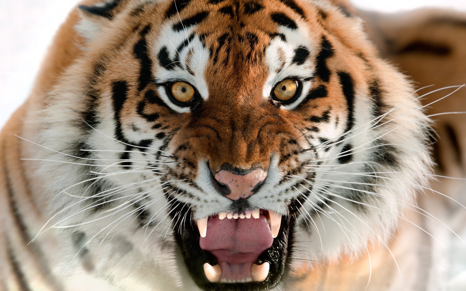 gato dientes animales tigre de amur