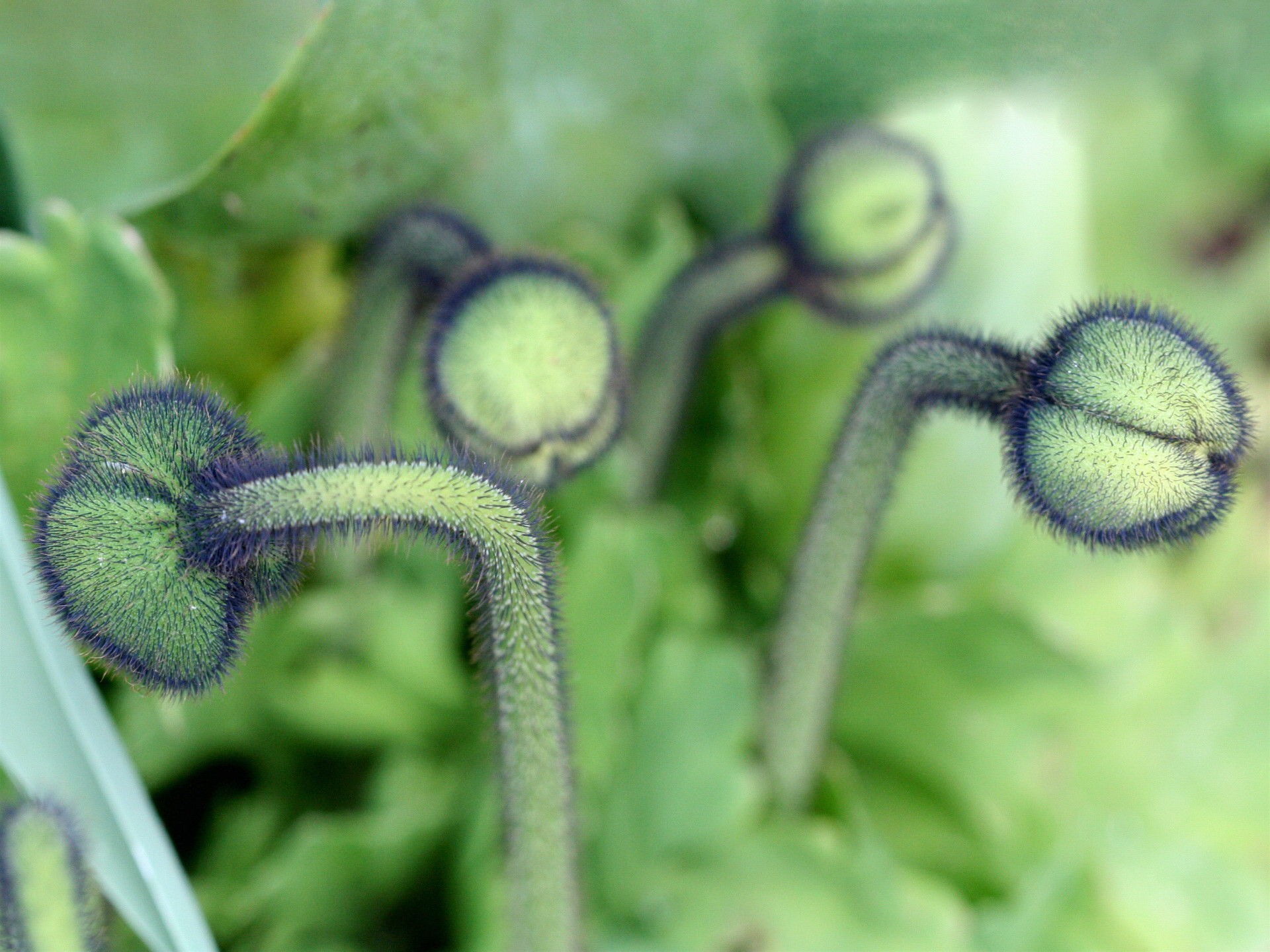 verdes espinas plantas