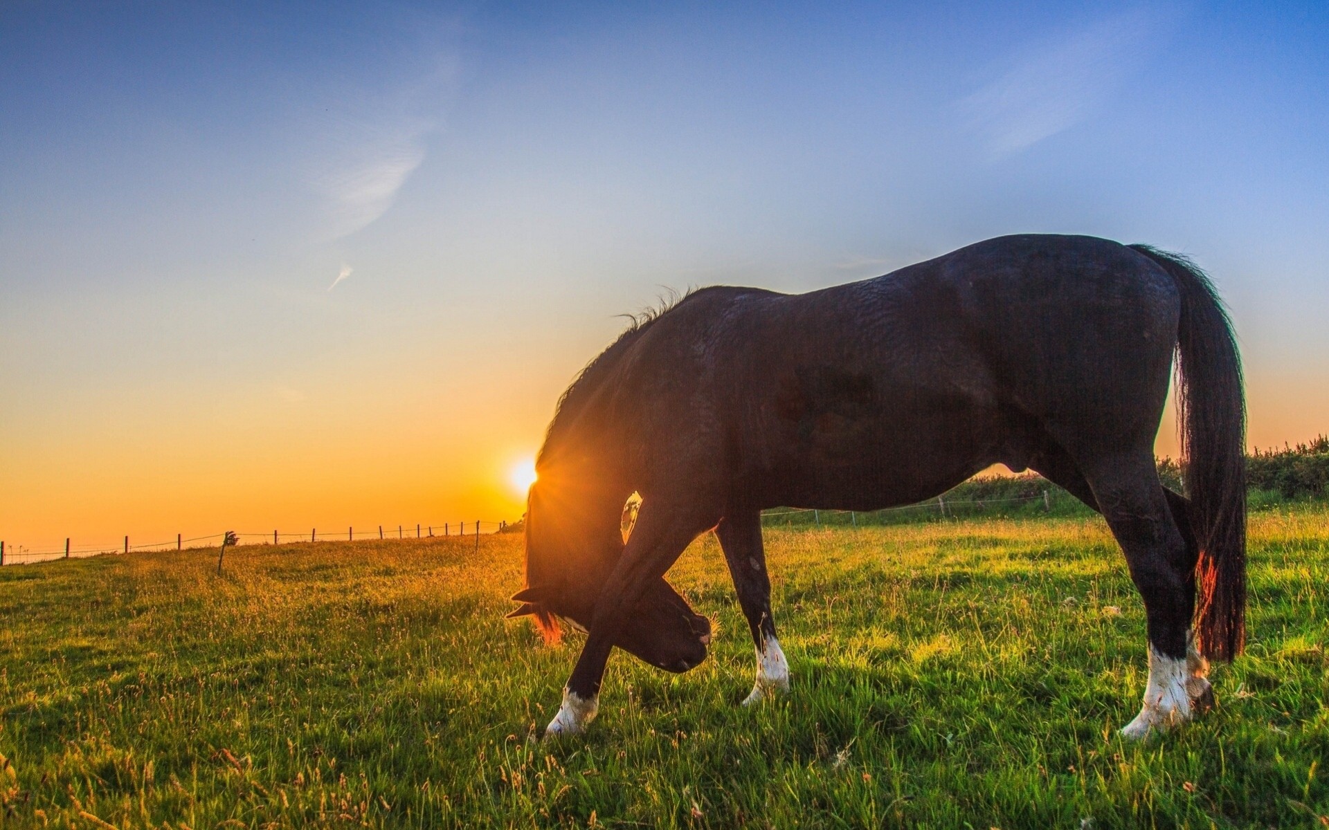 cheval prairie coucher de soleil pâturage