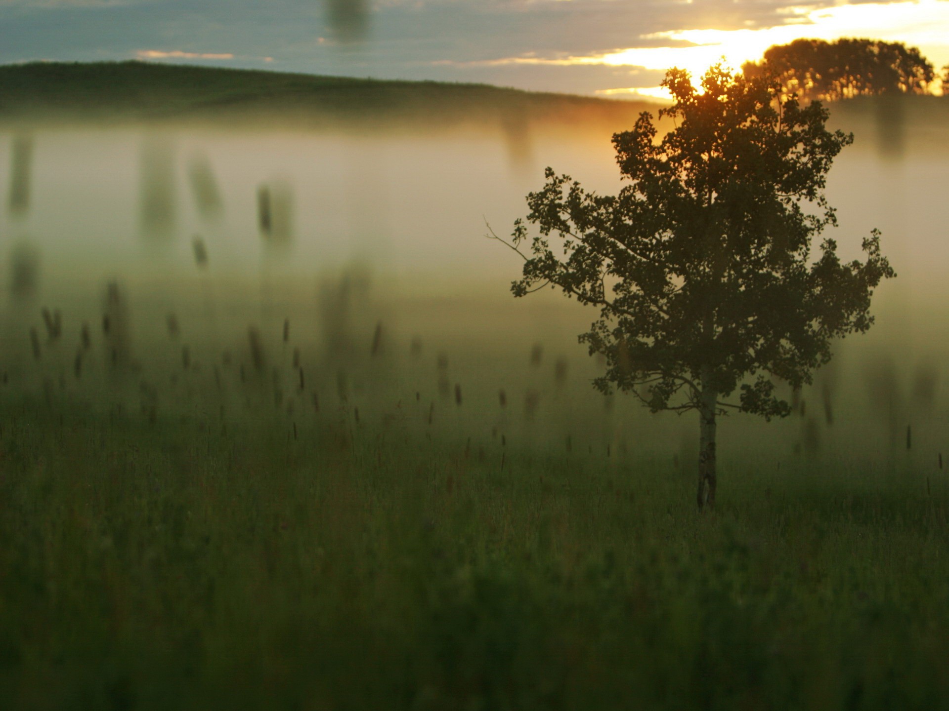 árbol niebla hierba