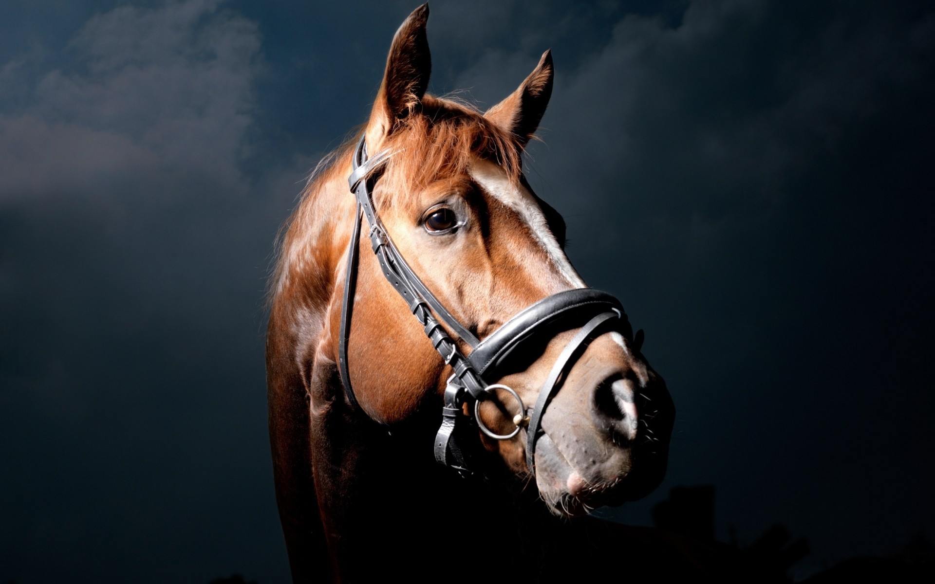 pferd schwarzer hintergrund