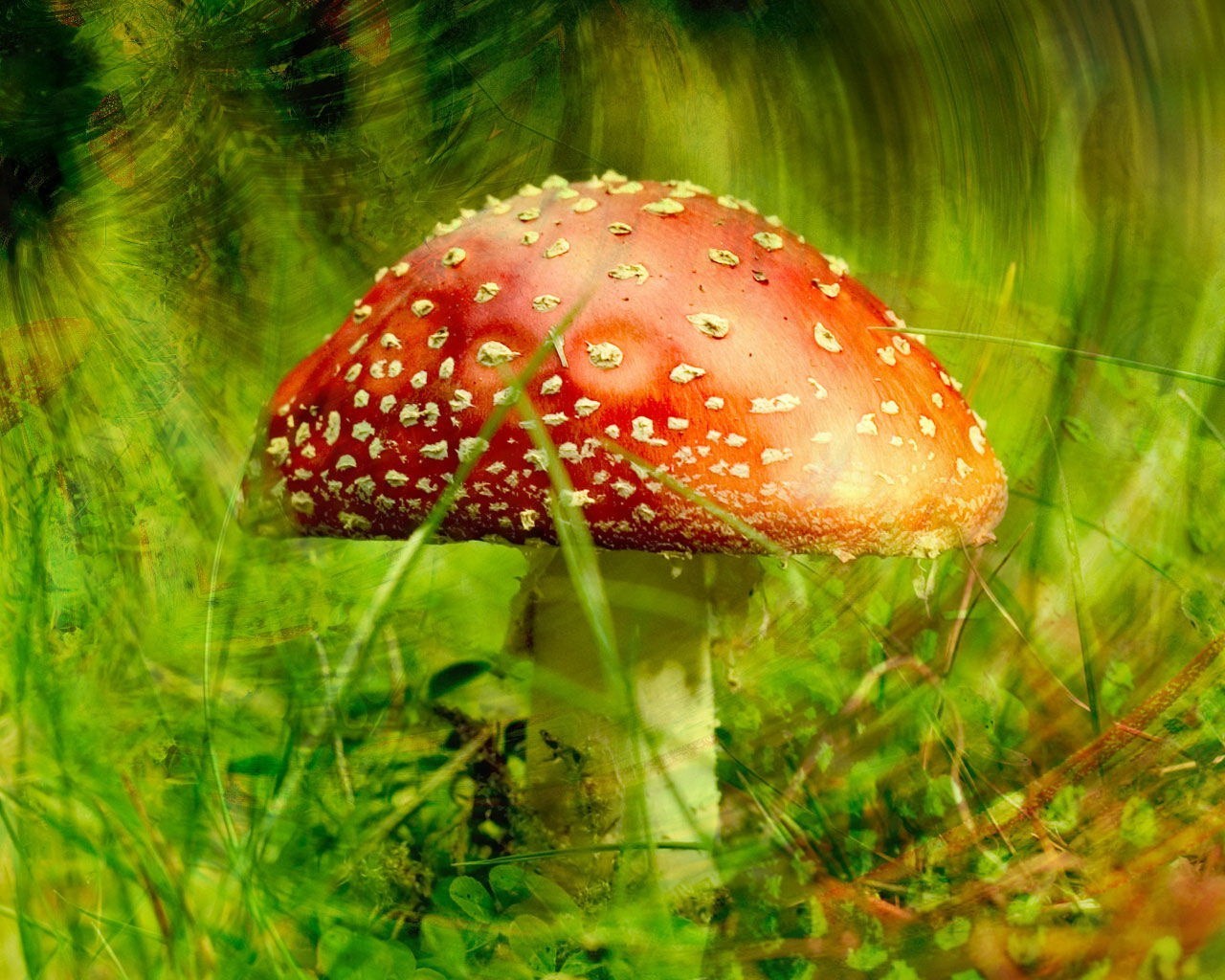 pilz amanita grüns