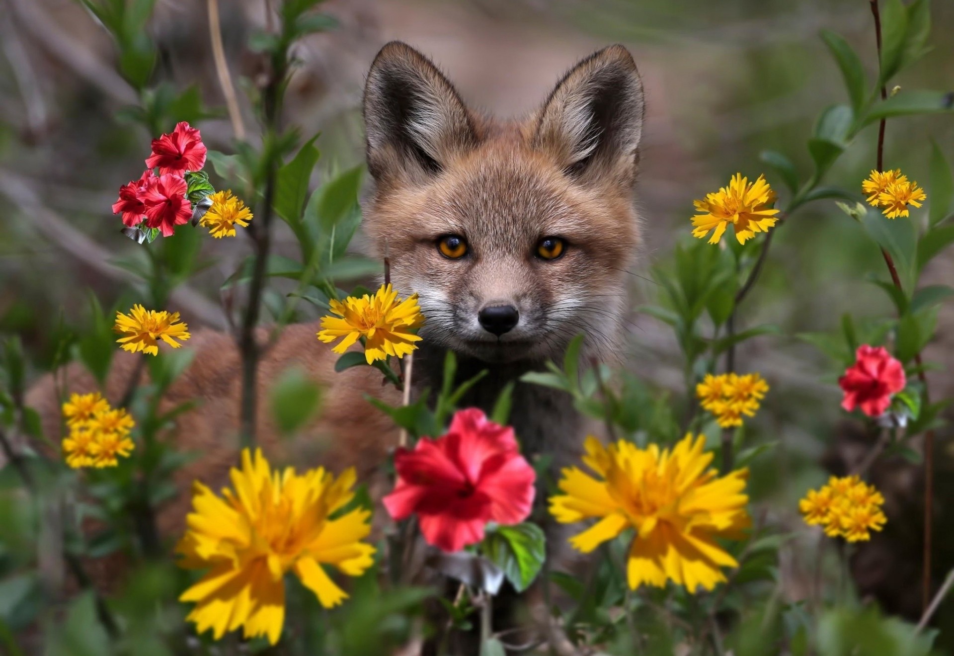 nature thème forêt photo renard gros plan belle