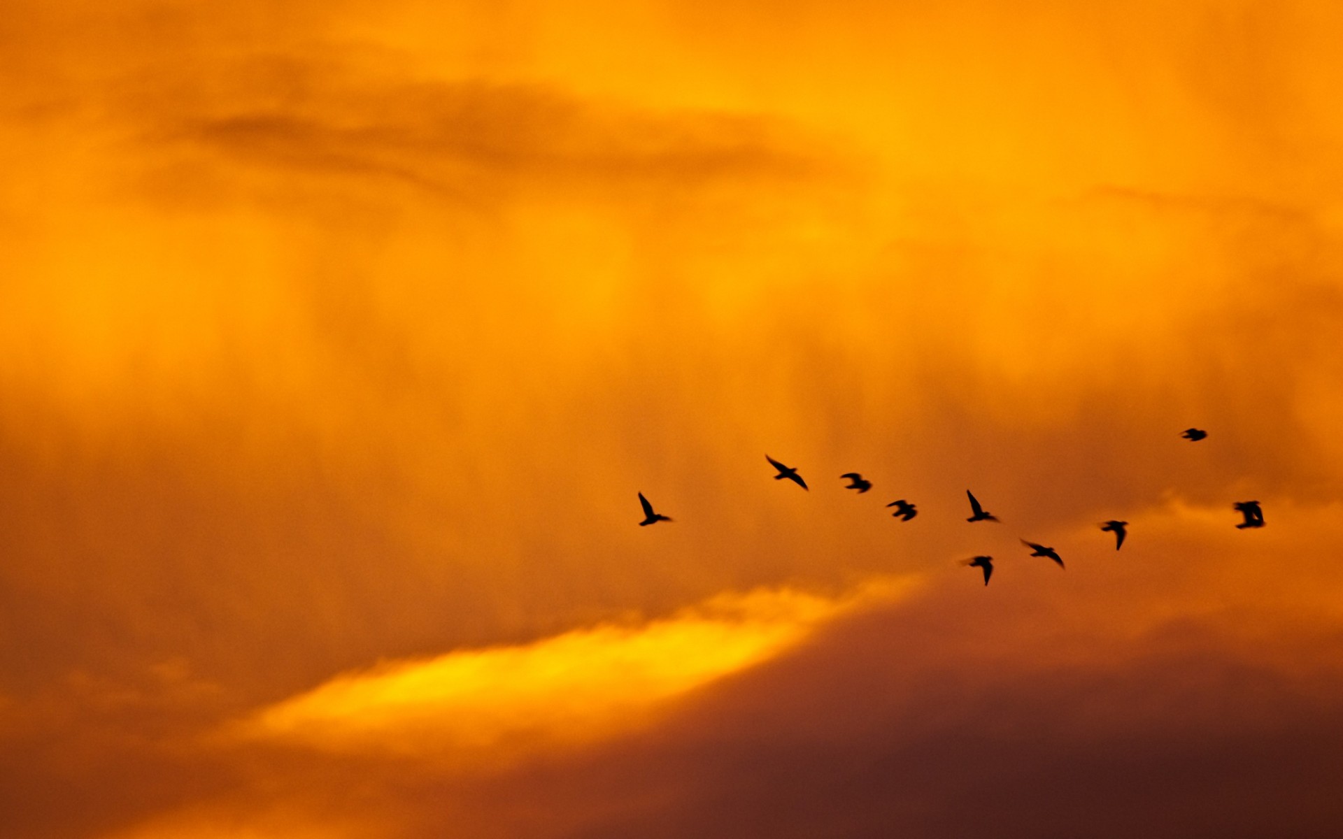 pájaros cielo minimalismo