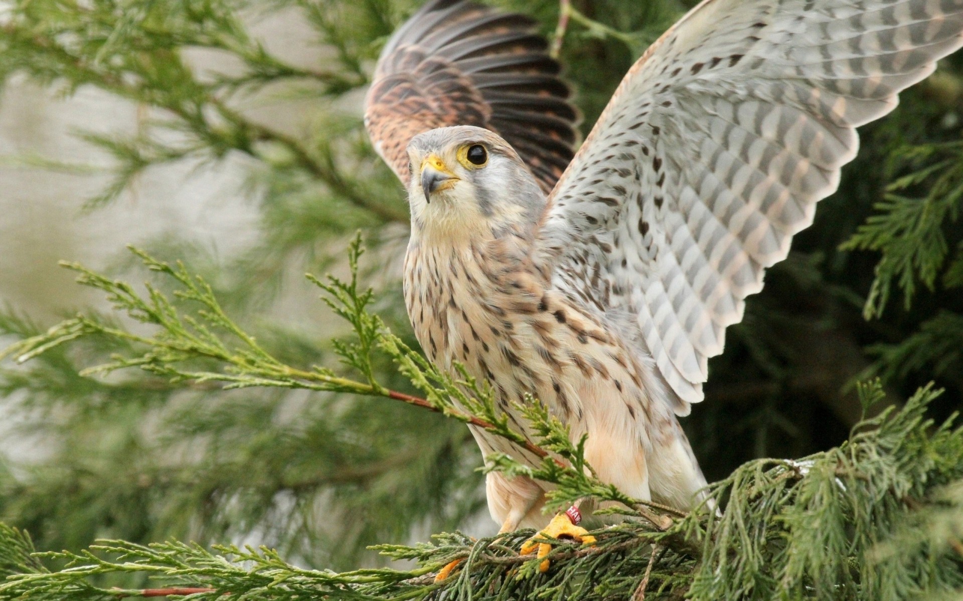 uccelli ali sbattimento predatore albero