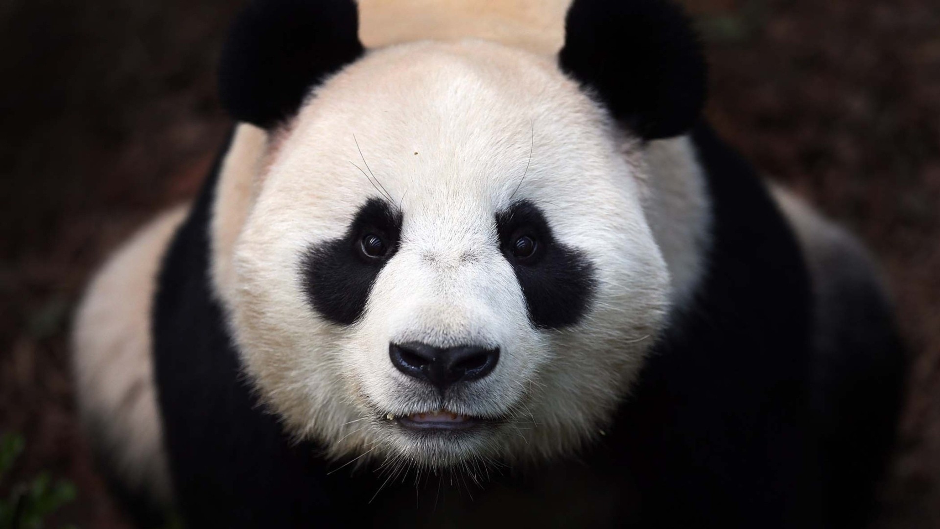 oso panda dientes